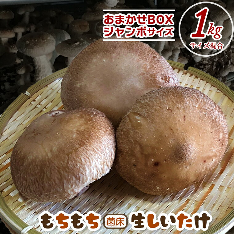 【ふるさと納税】しいたけ 椎茸 きのこ おすすめ 生 菌床 1kg 1000g もちもち おまかせ サイズいろいろ おすすめ ジューシー 万能 野菜 農産物 国産 大きい ビッグ ジャンボ 料理 パスタ スパゲティー 天ぷら 味噌汁 揚げ物 煮物 再生可能エネルギー IoT技術 オフグリット型