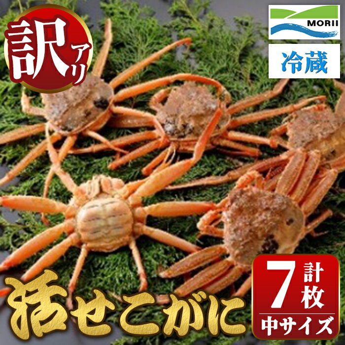 【ふるさと納税】＜先行予約受付中！11月中旬～12月上旬発送予定＞＜訳あり・足欠け＞鳥取県産活せこがに(中サイズ・7枚) 訳アリ 国産 魚介 海鮮 カニ かに 蟹 セコガニ セコ蟹 セコカニ 鍋 冷蔵 【sm-AM005】【モリイ食品】