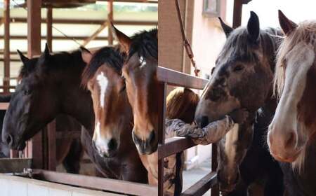 ＜ R8年熊本地震復興支援 ＞純熊本県産 馬刺しセット（小） 馬刺し 300g 馬肉 上赤身 霜降り 上霜降り