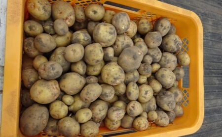 まなびファーム 令和7年産じゃがいも10kg