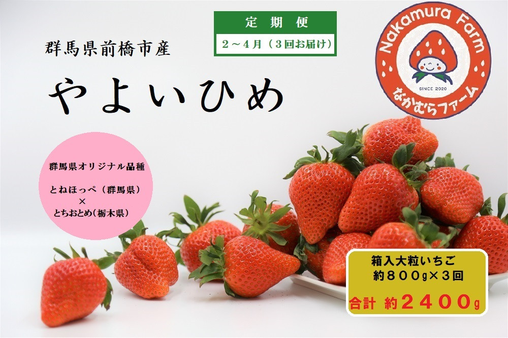 
R4-52【定期便／３ヵ月連続お届け】群馬県前橋市産いちご　『やよいひめ』　約800g×3回（総量2.4Kg)【2023年群馬県いちご品評会入賞！】
