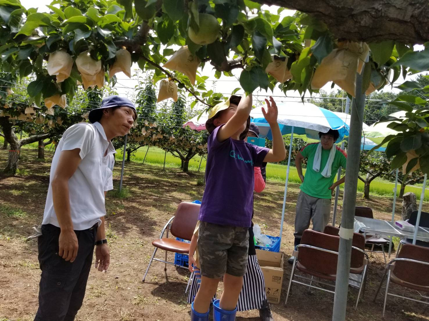 
                  173M.二十世紀梨の木オーナー
                