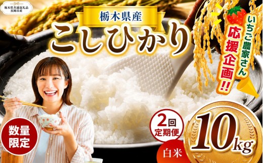 【栃木県共通返礼品】【先行予約】【定期2回】数量 限定  訳あり 定期便 令和8年度 栃木県産 コシヒカリ 約 10kg | 数量限定 こしひかり  精米 白米 米 ごはん おいしい okome kome お米 コシヒカリ ふるさと納税 那珂川町 栃木県