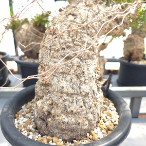 オペルクリカリア・パキプス「塊根植物の王様」(発根管理済) H005 [0427ch]