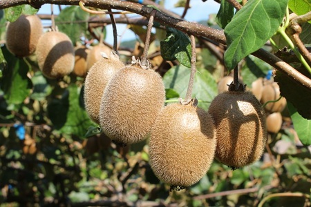 ★11月下旬～12月上旬発送★和歌山の太陽のめぐみたっぷり　キウイフルーツ(約３.５kg)