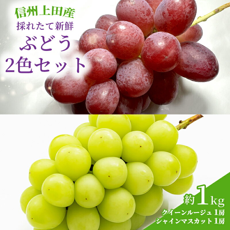 【ふるさと納税】ぶどう クイーンルージュ(R)×シャインマスカット 信州上田産 金剛寺ぶどう 約1kg 2房 2色セット 詰め合わせ 葡萄 ブドウ 1kg 果物 くだもの フルーツ デザート 旬の果物 旬のフルーツ 長野県 長野　お届け：2025年9月下旬～10月下旬まで