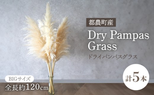 【2週間以内発送】ドライパンパスグラス（ナチュラル）計5本 すすき インテリア 国産_T057-001