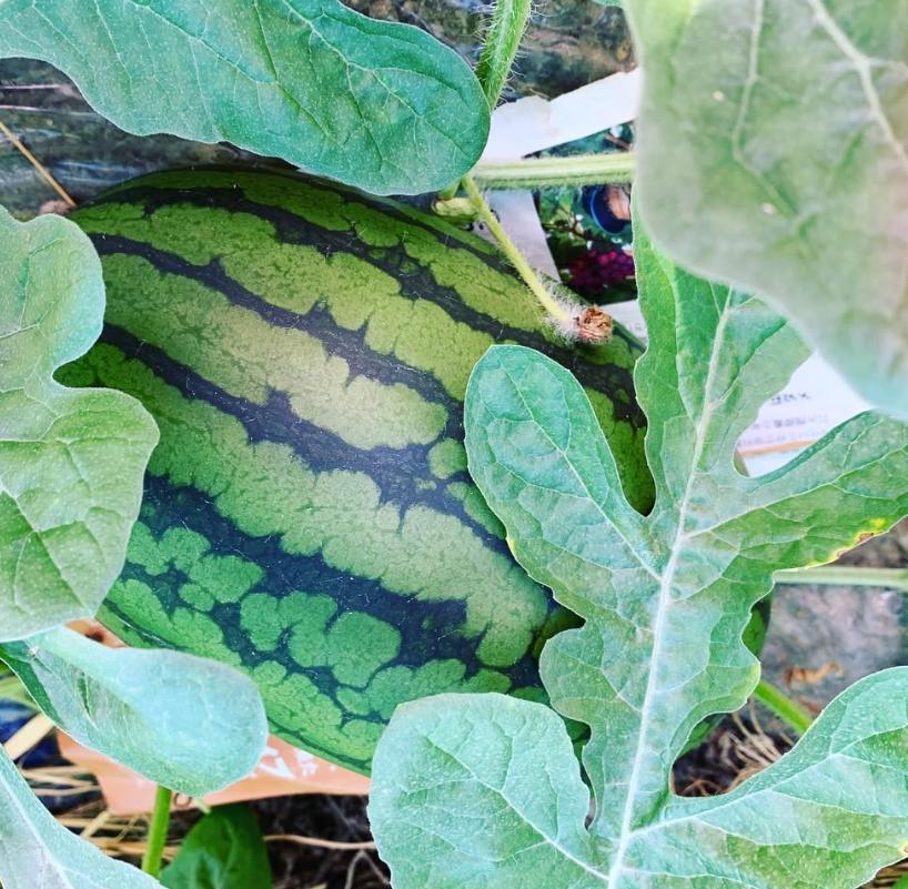 103004　山中農園の小玉すいか２玉