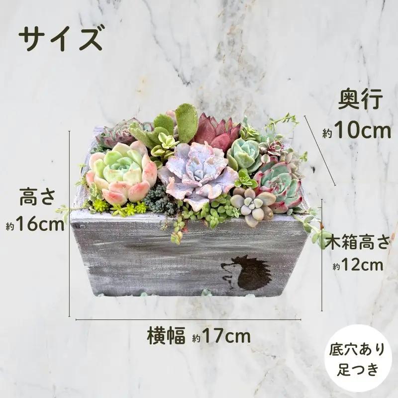 多肉植物 木箱寄せ植え ／ aju succulent 植物 インテリア アレンジ ガーデニング 15種 そのまま飾れる プレゼント ギフト 奈良県 葛城市【ajus009】