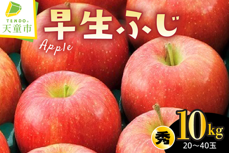 りんご ( 早生ふじ ) 10kg フルーツ 果物 山形 08-01-099