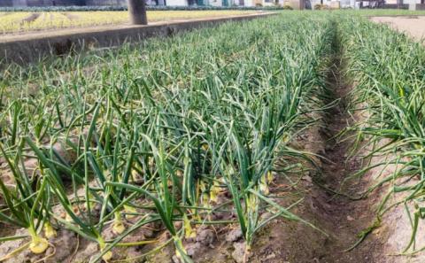 【新玉予約！】【仲田農園】超極早生新玉葱「福寿玉ねぎ」3kg◆配送2月上旬～４月中旬