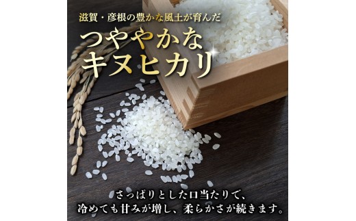 令和8年産 新米 キヌヒカリ 白米 10kg ひこにゃん米 米 コメ お米 10キロ 米10kg ご飯 ごはん きぬひかり おにぎり お弁当 滋賀 彦根