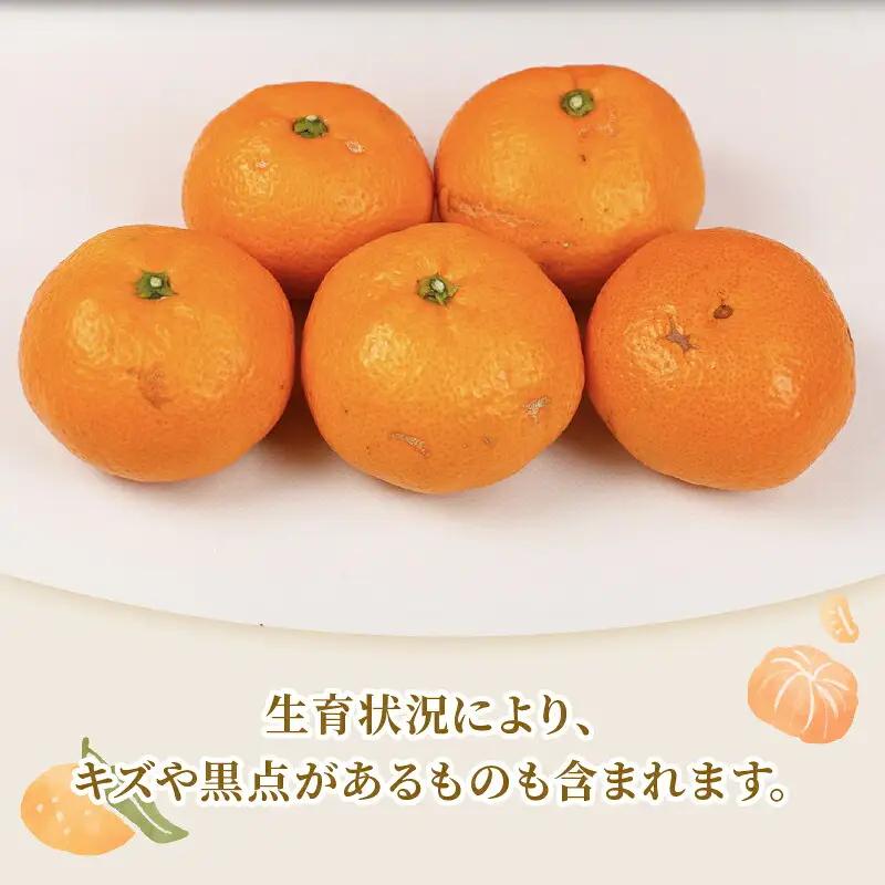 旬の 温州みかん ポンカン 5kg × 4回 定期便 矢野青果 準贈答用 極早生 宮川早生 南柑20号 ぽんかん みかん mikan 愛媛みかん 愛媛ミカン 愛媛蜜柑 果物 くだもの フルーツ 濃厚 