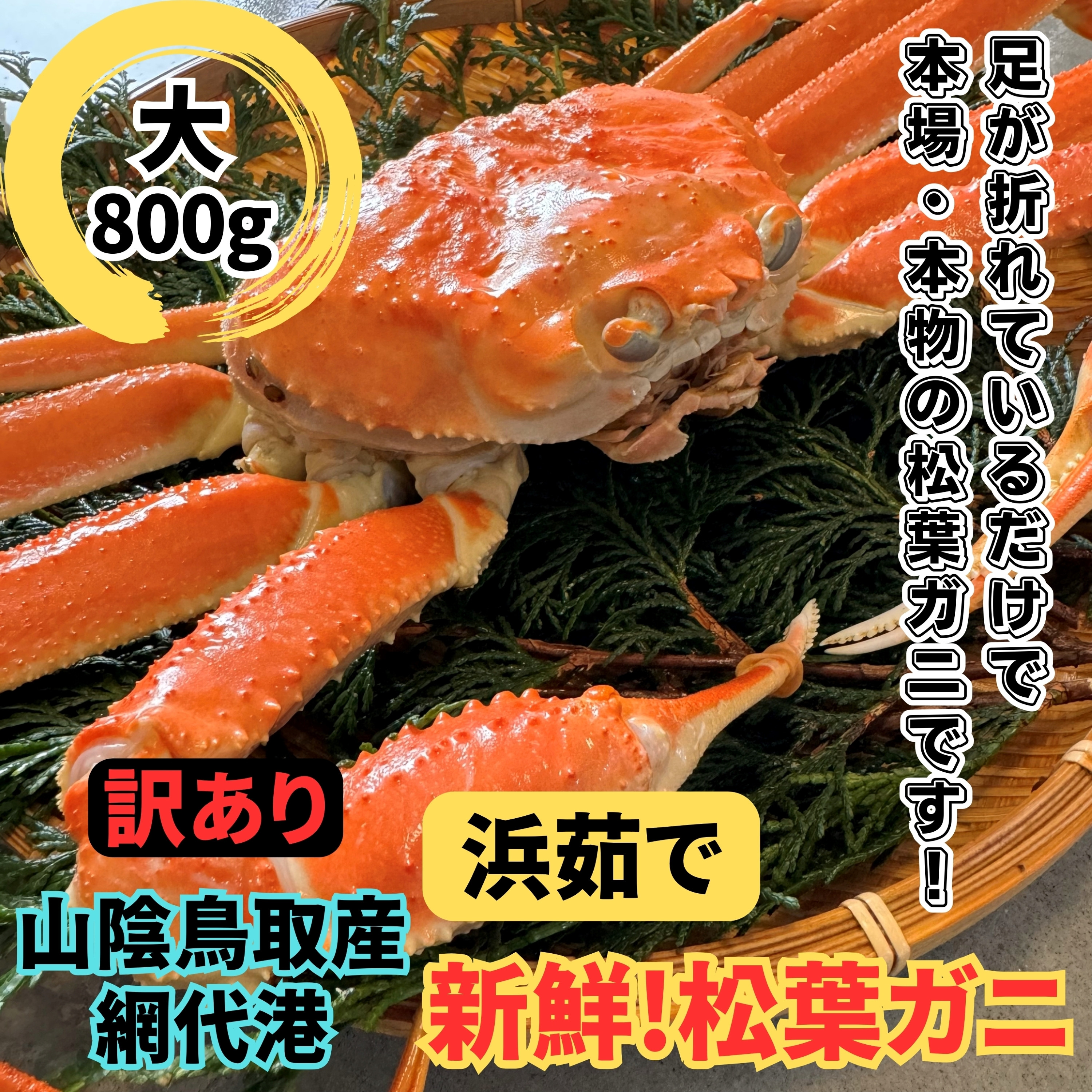 
            【訳あり】浜茹で！松葉ガニ（大）800g 鳥取網代港 岩美 松葉がに ズワイガニ  かに カニ 日本海【さかなや新鮮組】【22021】
          