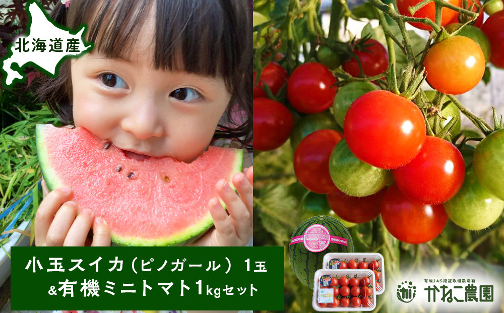 
            【2025年8月中旬より発送】小玉スイカ１玉＆有機ミニトマト500ｇ×2【かねこ農園】
          