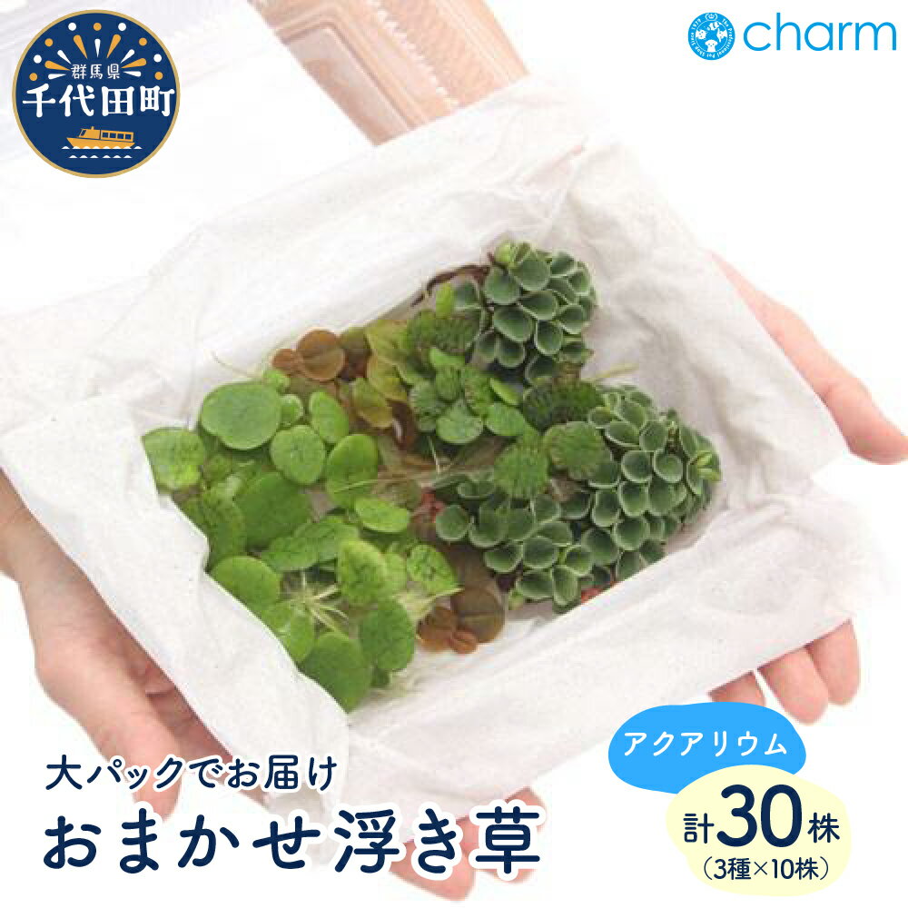 【ふるさと納税】 おまかせ 浮き草 大パック（無農薬）（3種10株ずつ）（1パック）群馬県 千代田町 インテリア ナチュラル 自然 リラクゼーション 室内栽培 プレゼント 送料無料 趣味 緑 人気 オススメ 初心者 玄関 リビング 水槽 アクアリウム 株式会社チャーム