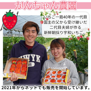 ＜農家厳選 新鮮朝採り 宇和いちご 大粒 3箱（合計約2kg）＞ イチゴ 苺 果物 フルーツ ストロベリー かおりの かおり野 直送 かんちゃん農園 愛媛県 西予市【冷蔵】『2026年2月上旬～5月末