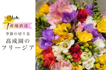 高成園 季節の切り花 フリージア【2026年3月下旬以降配送】産地直送 切花 生花 フラワー [0156]