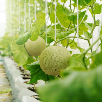 【生産量日本一】茨城県産 アールスメロン【特秀】1玉【配送不可地域：離島・沖縄県】【1596627】