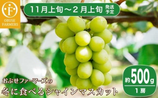 冬に食べるシャインマスカット 約500g 1房［ おぶせファーマーズ ］ぶどう フルーツ 果物 令和8年度【2026年11月上旬～2027年2月上旬発送】［F-547］