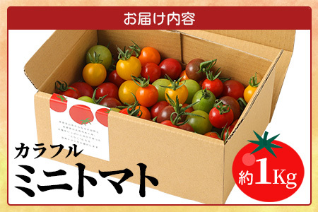 【先行受付】2027年1月より順次発送予定｜カラフルミニトマト6種1kg｜ミニトマト トマト プチトマト 野菜 農家直送 ギフト ｜佐賀県鹿島市｜たにぐちファーム Ricotomato（リコトマト）～