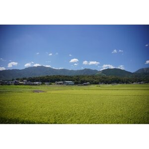 酒蔵サイダー早川酒造　鈴鹿セブンマウンテンの伏流水から造った贅沢なサイダー12本【1644749】