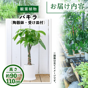 【m24-15-C】＜観葉植物＞パキラ(7号) (陶器鉢モダンマット釉(ブラック))・受け皿付) 【アイエヌエー】