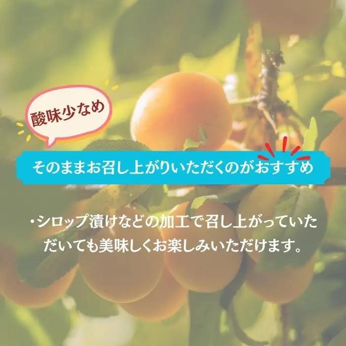 【2027年先行予約】あんず おまかせ生食用(ハーコット・信山丸・おひさまコット・ニコニコット) 計約2kg  | あんず
