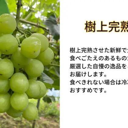 訳ありぶどう 瀬戸ジャイアンツ 2房 合計1.0kg以上  岡山県産 ぶどう