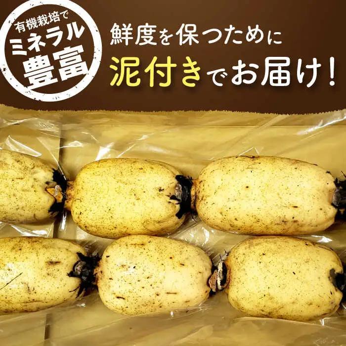 【2026年度発送分 先行予約】有機（オーガニック）泥付き蓮根3kg / 佐賀県 / 吉田農園 [41AHAE003]