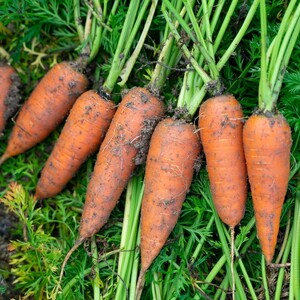 【先行予約（2026年12月上旬～順次発送）】にんじん《てんとうむしばたけ》有機にんじん5kg人参