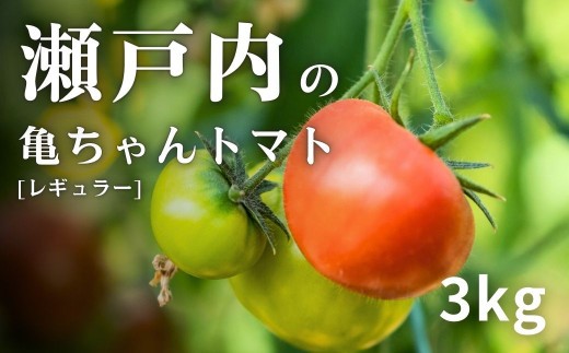 
                  【先行予約】トマト 約3kg (約28～35個前後) 亀ちゃんトマト レギュラー 桃太郎J 【2027年1月中旬から順次発送】 産地直送 農家直送 国産 瀬戸内 広島県 大崎上島町 送料無料
                