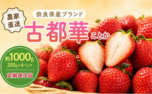 いちご 3回定期 古都華 約1000g 250g×4パック 先行予約 高評価 冷蔵配送 フルーツ 果物 旬 産地直送 農家直送 完熟 旬の果物 お取り寄せ おやつ デザート ことか イチゴ 冷蔵 奈良県産 奈良 大和郡山市 BN001