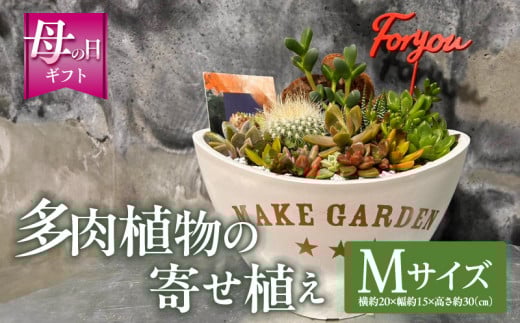 【数量・期間限定】【母の日】多肉植物の寄せ植え　Mサイズ_M238-008_02-MD