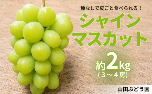 
                  シャインマスカット 約2kg 3～4房 岡山県新見市 山田ぶどう園 【先行予約 2026年9月下旬から順次発送】
                