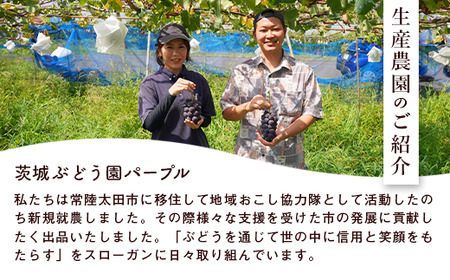【先行予約】ぶどう 種無し巨峰 2房｜ぶどう ぶどう ぶどう ぶどう ぶどう