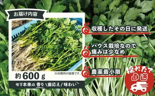 セリ 強い香りとシャキッとした歯応え 約600g　180P3202【ひない渡辺農園しどけ村】
