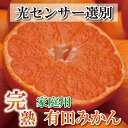 【ふるさと納税】＜11月より発送＞家庭用 完熟有田みかん10kg+300g（傷み補償分）訳あり | フルーツ 果物 くだもの 食品 人気 おすすめ 送料無料 わけあり 光センサー選果