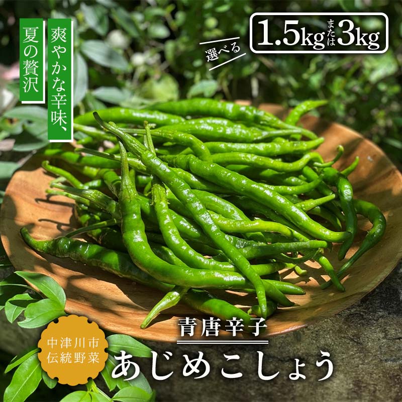 【ふるさと納税】＼選べる容量／【飛騨・美濃伝統野菜】【数量限定】2026年予約販売 爽やかな辛味 青唐辛子 あじめこしょう 中津川産 1.5kg 3kg F4N-2568var
