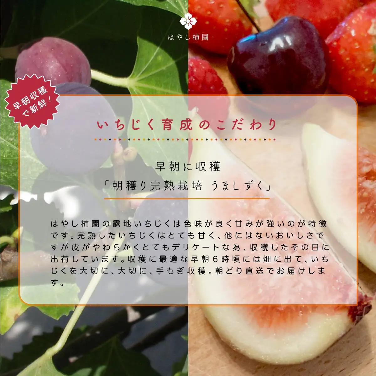 【先行予約】上品な甘みとうまみ！林柿園のいちじく うましずく12個 1.2kg | 無花果 イチジク 果物 くだもの フルーツ 生 甘い 朝ごはん 朝食 デザート お取り寄せ 国産 産直 岐阜県 瑞穂