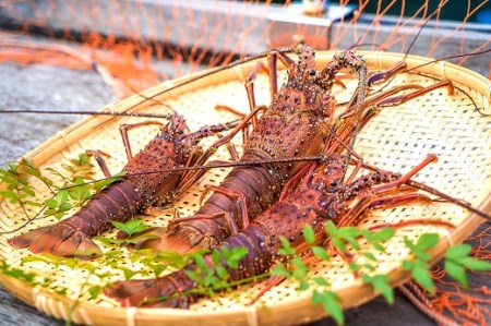 10月中旬以降発送 天然 伊勢海老１kg（サイズおまかせ高知県産）※着日指定不可※エビ 甲殻類 海鮮BBQ アウトドア キャンプ お祝い【R01671】