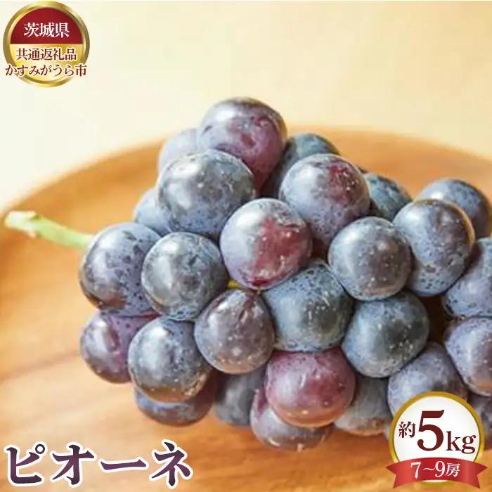 【先行予約】ピオーネ　約5kg（7～9房）【茨城県共通返礼品 かすみがうら市】 No.656