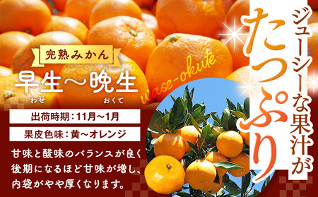 みかん 山から直送 箱込 10kg ( 内容量約 9.2kg ) 鮮度優先ごろごろ規格 和歌山県産 産地直送 家庭用【みかんの会】