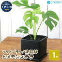 【ふるさと納税】観葉植物 ヒメモンステラ 陶器鉢植え マットブラック塗装鉢（1鉢） 受け皿付き 溶岩砂 インテリア おしゃれ 幸運 縁起 北海道冬季発送不可 株式会社チャーム