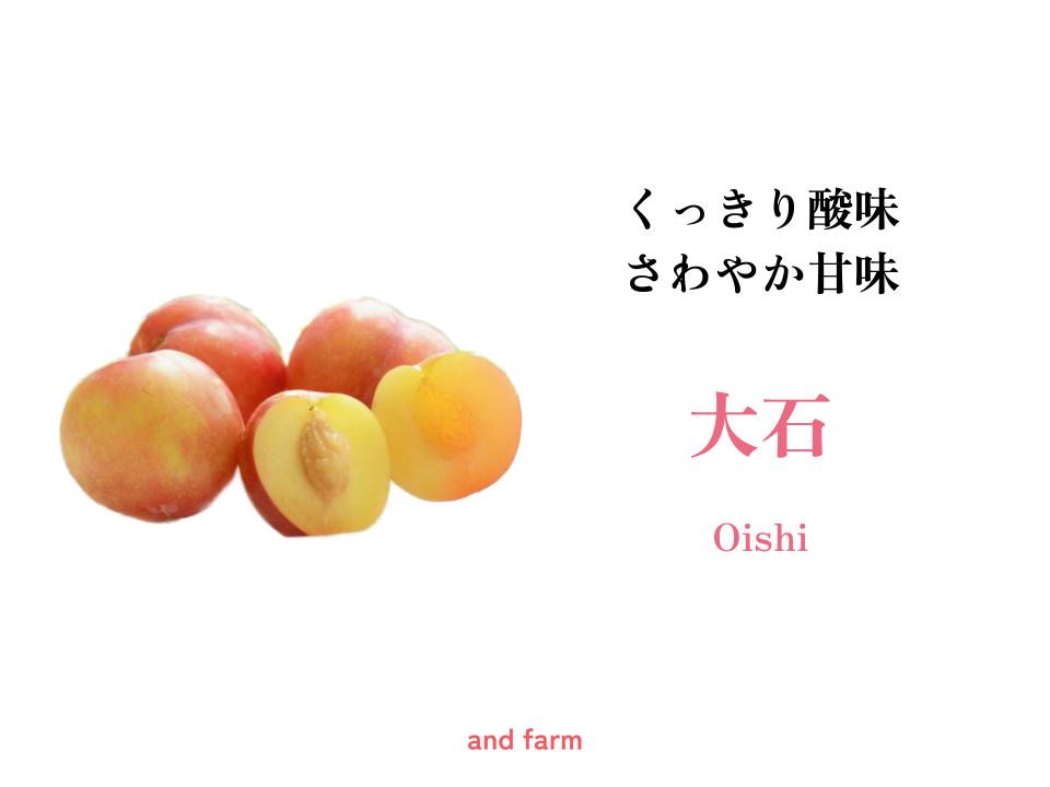 
            【2025年先行予約】お菓子作りには絶対コレ！【大石】おうち用（すもも）お試しセット　約15玉 ALPDS004  | すもも フルーツ くだもの 果物 季節の果物 大石 高級 山梨 南アルプス
          