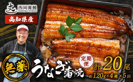 完全無投薬 うなぎ蒲焼 定期便 計20尾 ( 120g × 4尾 × 5回 ) 国産 鰻 厳選 無薬 うなぎ 蒲焼き かば焼き 人気 特製タレ 鰻蒲焼き 湯煎 簡単調理 タレ 山椒 セット 旨味 風味 うな重 土用の丑の日 夏バテ対策 ギフト 贈り物 贈答 お取り寄せ グルメ 高級 うなぎ料理 こだわり うな丼 ひつまぶし 冷凍 高知県産 ランキング おすすめ 西岡養鰻 安芸市 高知県