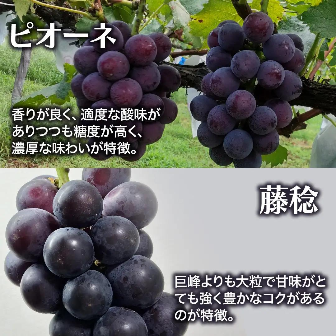 ≪ 種なし ≫ シャインマスカット ・ ピオーネ ・ 藤稔 約 1.6kg 計 3～4房 [ぶどう満喫BOX] (茨城県共通返礼品:かすみがうら市) 2026年 マスカット ぶどう 葡萄 ブドウ フル