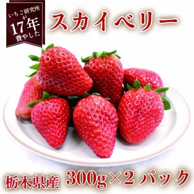 【2025年1月上旬より発送】スカイベリー　約300g×2パック【配送不可地域：離島】【1380002】