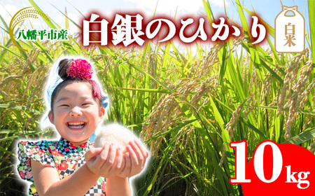 【令和7年産】 新米 10月中旬発送開始予定 白銀のひかり （岩手141号） 精米 10kg ／ かきのうえ こめ 米 コメ お米 おこめ 白米 ご飯 ごはん 白飯 おにぎり お弁当 仕送り お取り寄せ 産地直送 農家直送 単一原料米 国産 国産米 東北 岩手県産 八幡平市産 おすすめ