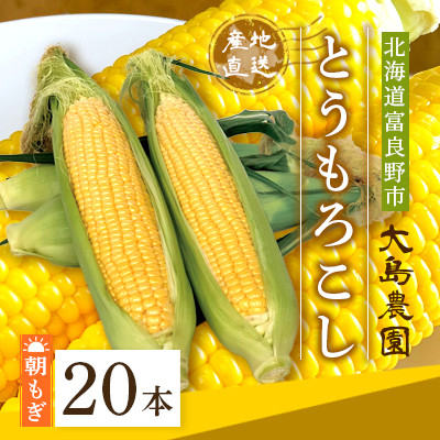 
＜先行受付＞朝もぎとうもろこし　20本　北海道富良野市『大島農園』【1261688】
